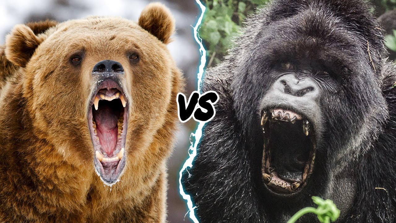 who wins in a fight grizzly bear or silverback gorilla