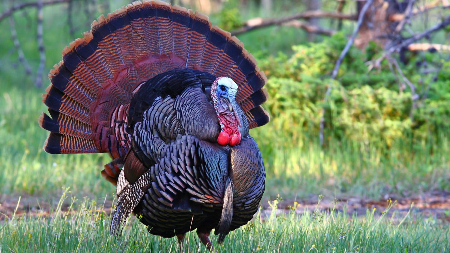 Turkey Hunting: A Favorite Pastime of Many Cavalier Students