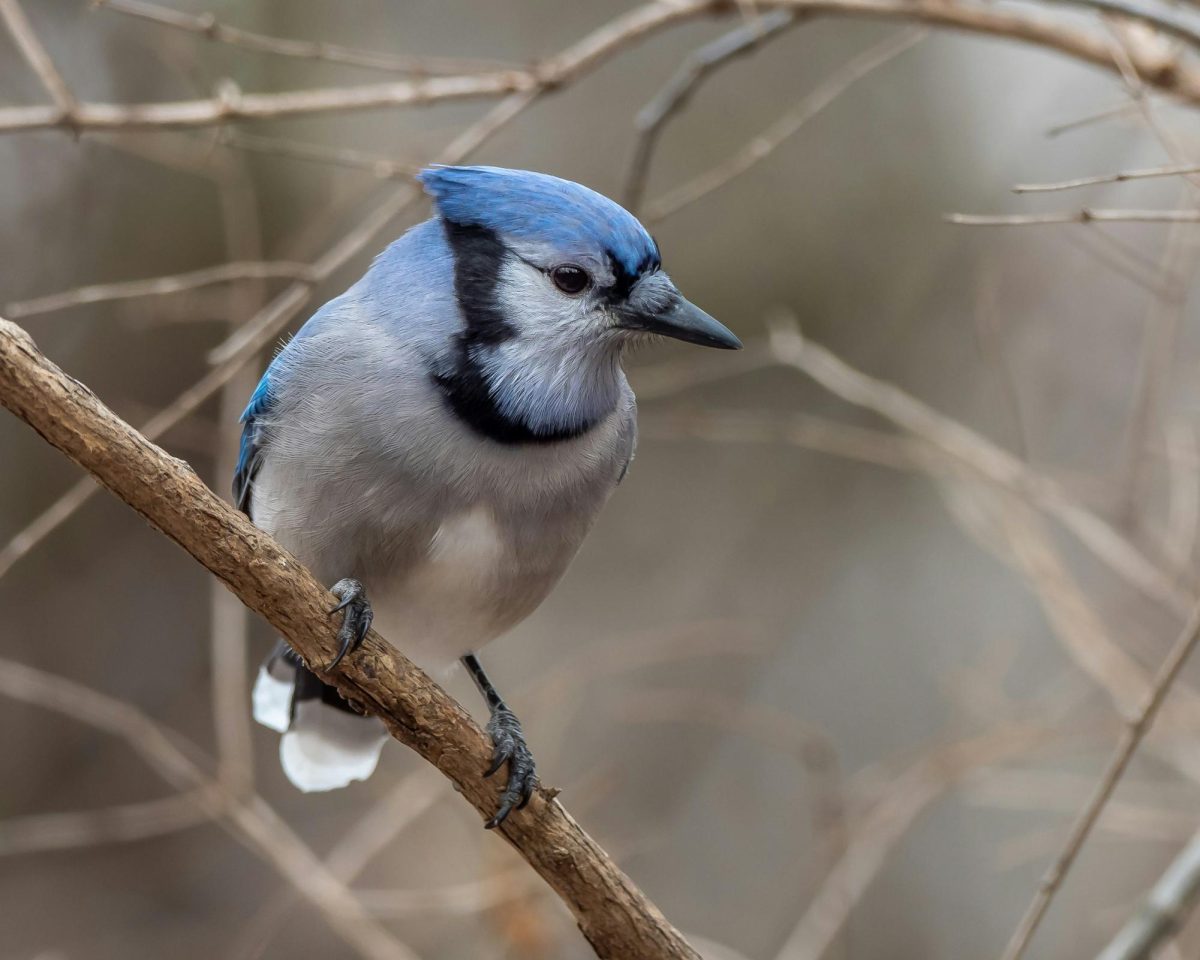 Ross Atkins and the Blue Jays are Making Me Crash Out